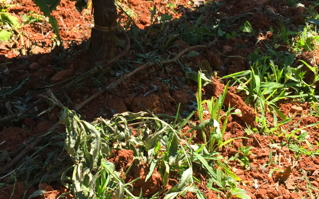 Vigna Carso